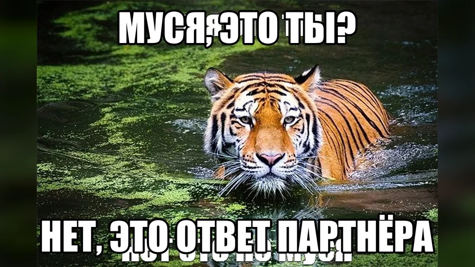 Мем «Муся, это ты?» об неожиданном ответе партнёра