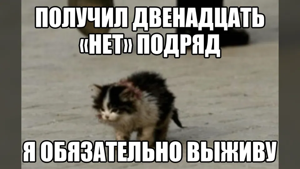 Котёнок на дороге с подписью «Получил двенадцать “нет” подряд. Я обязательно выживу»