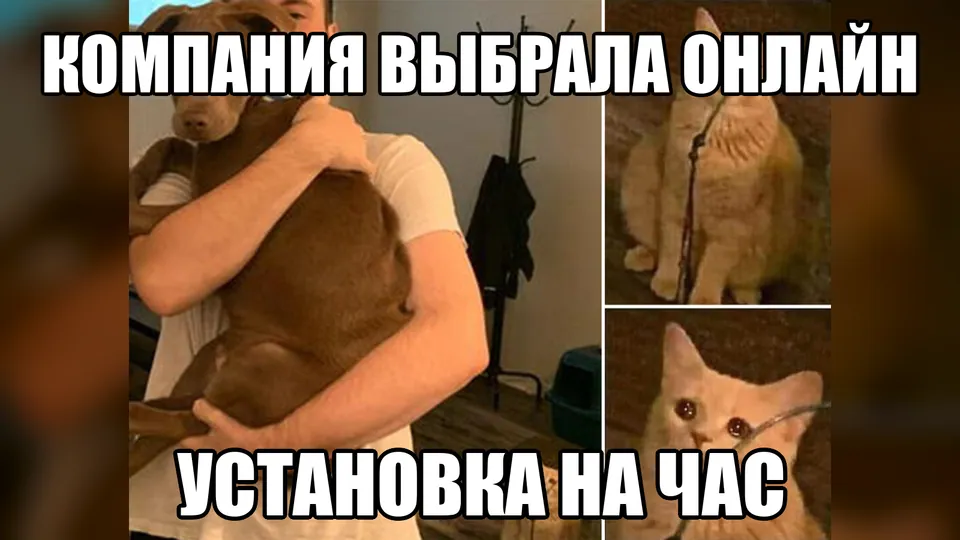 Кот ревниво смотрит, как компания выбрала онлайн-комнату вместо долгой установки